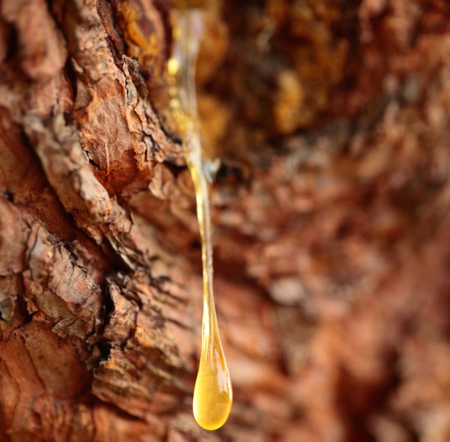 Close up of a drop of pine resin